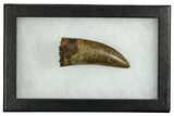 Serrated, Fossil Tyrannosaurus (Trex) Tooth - Wyoming #380875-2
